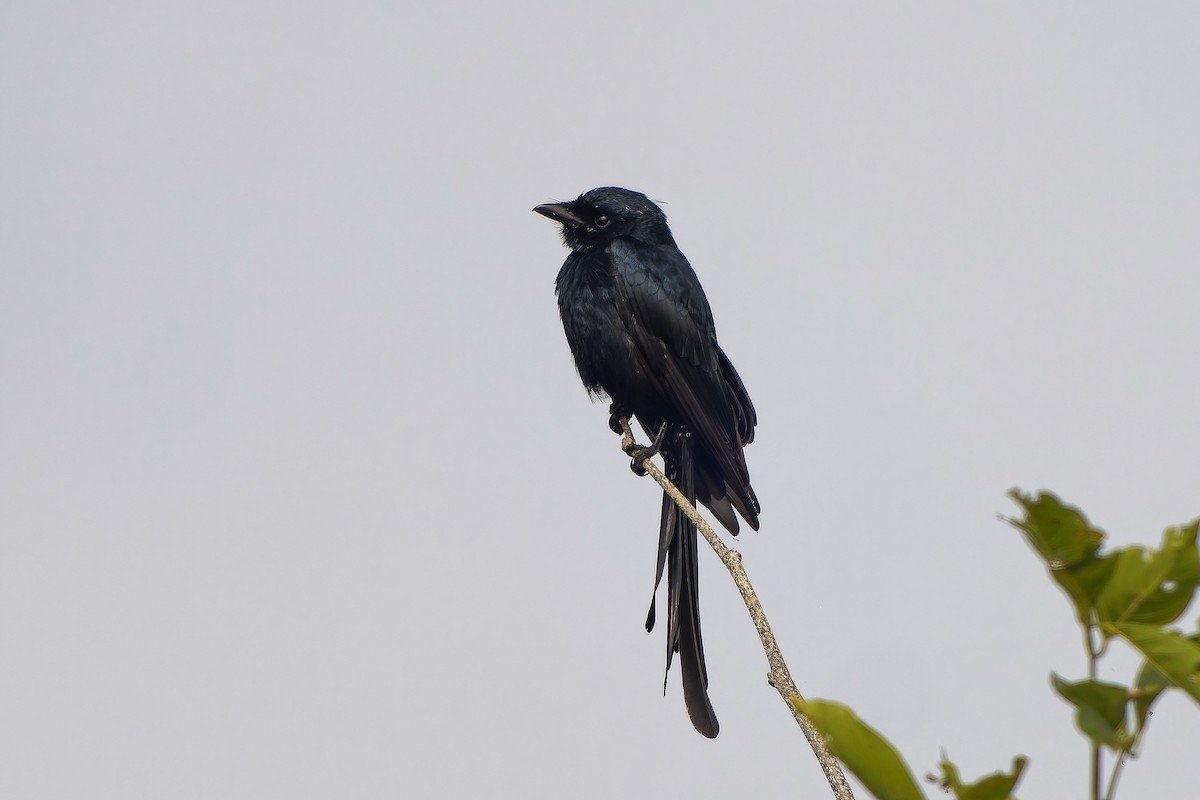 Black Drongo - ML646647307