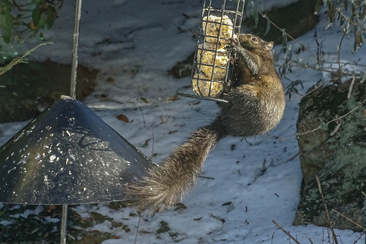 Animals - ML646647308