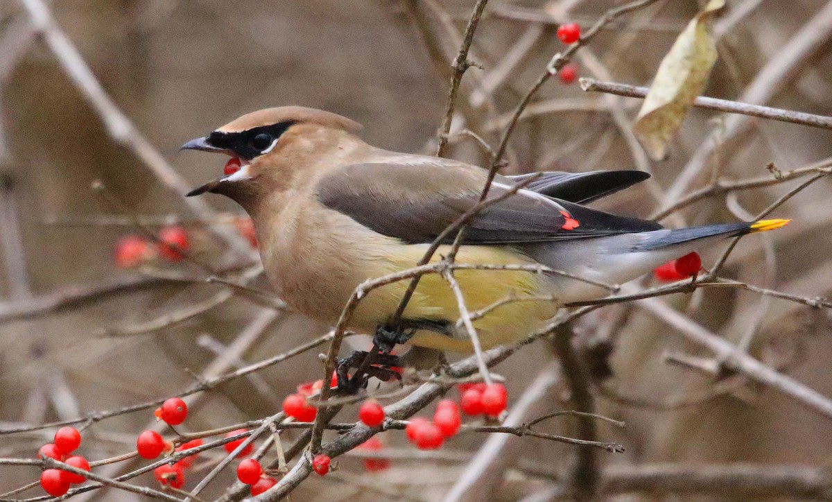 Buztanori amerikarra - ML646647309