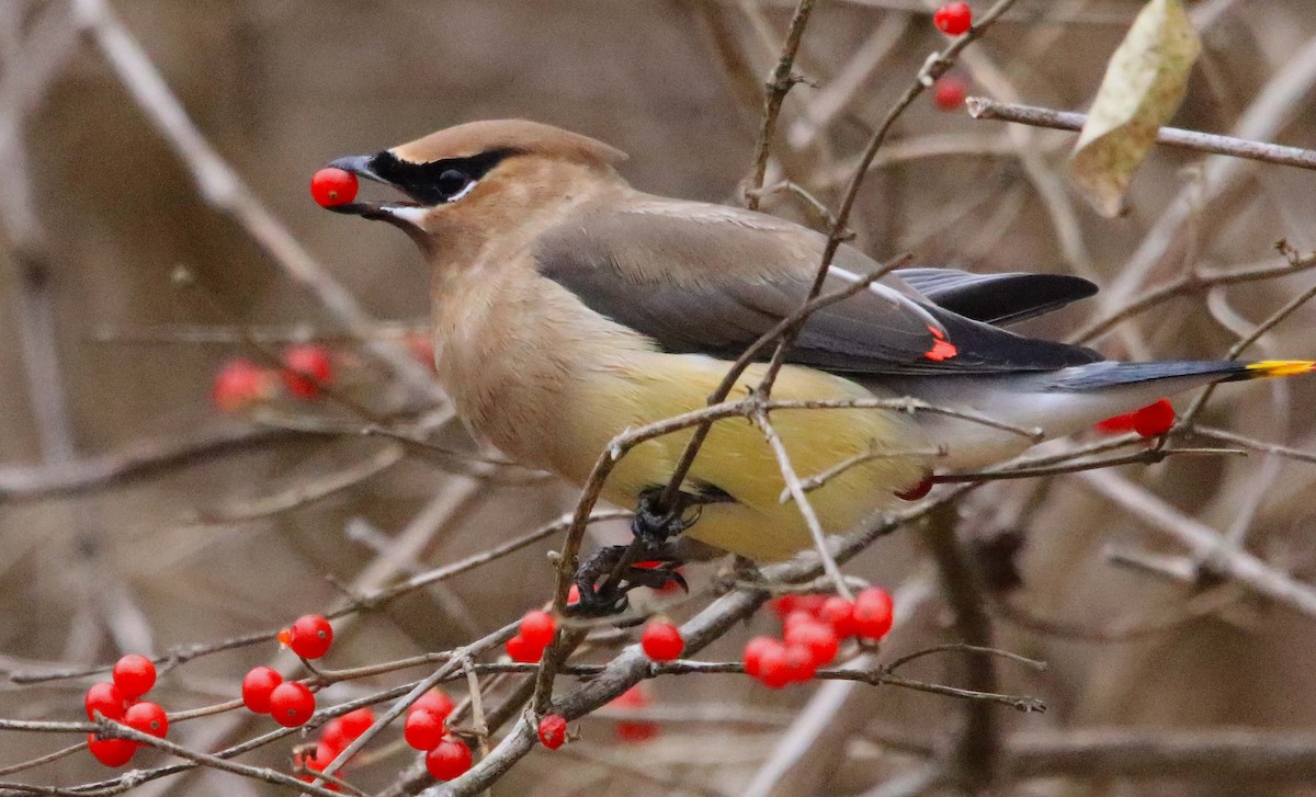 Buztanori amerikarra - ML646647310