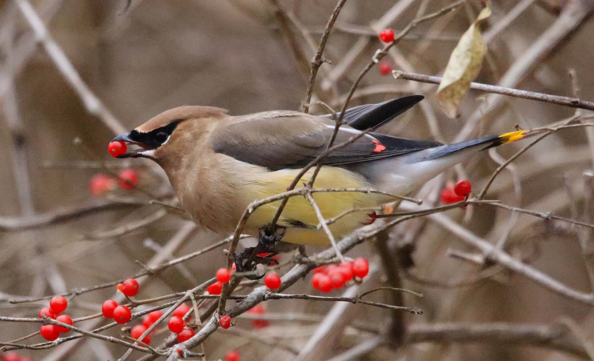 Buztanori amerikarra - ML646647311