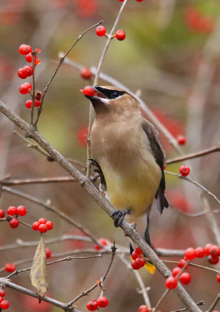 Buztanori amerikarra - ML646647313