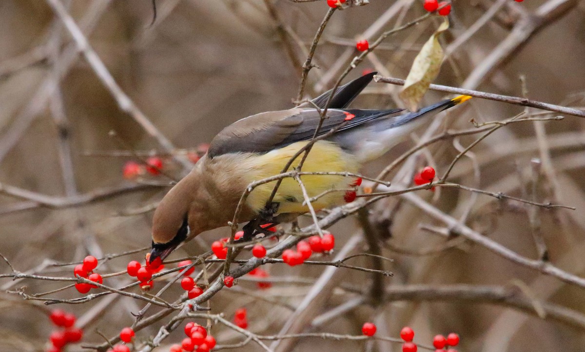 Buztanori amerikarra - ML646647314