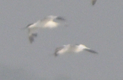 ソリハシセイタカシギ - ML646647315