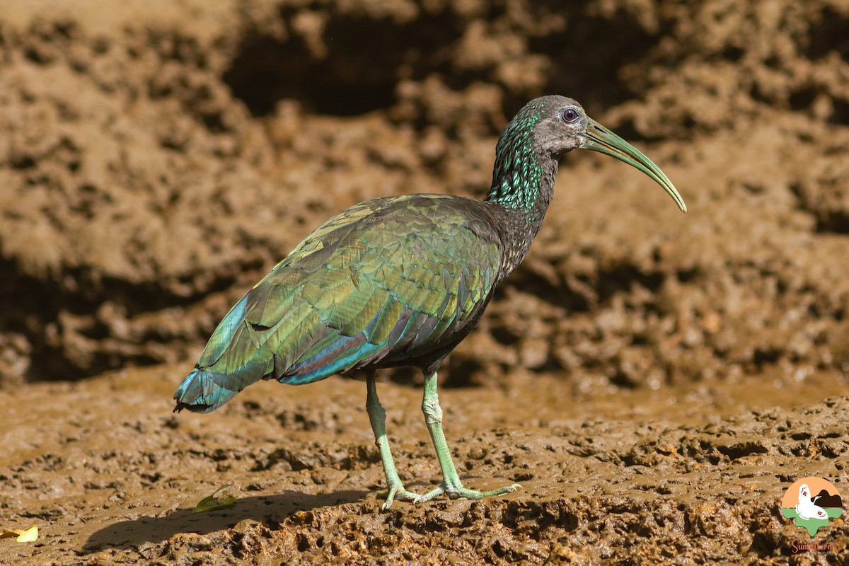 Green Ibis - ML646647316