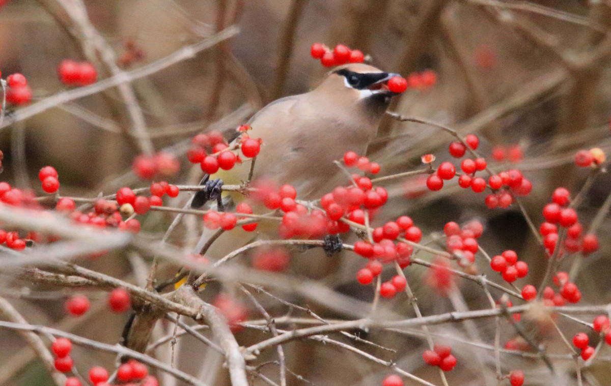 Buztanori amerikarra - ML646647317