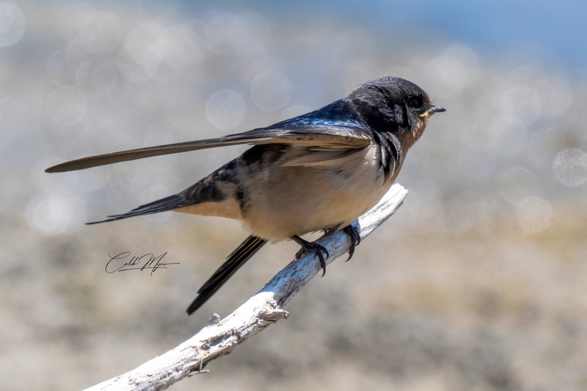 Barn Swallow - ML646647320
