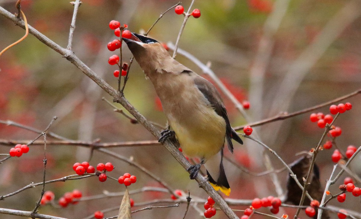 Buztanori amerikarra - ML646647321