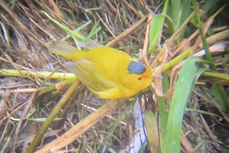 Mönchswaldsänger (chryseola) - ML646647323