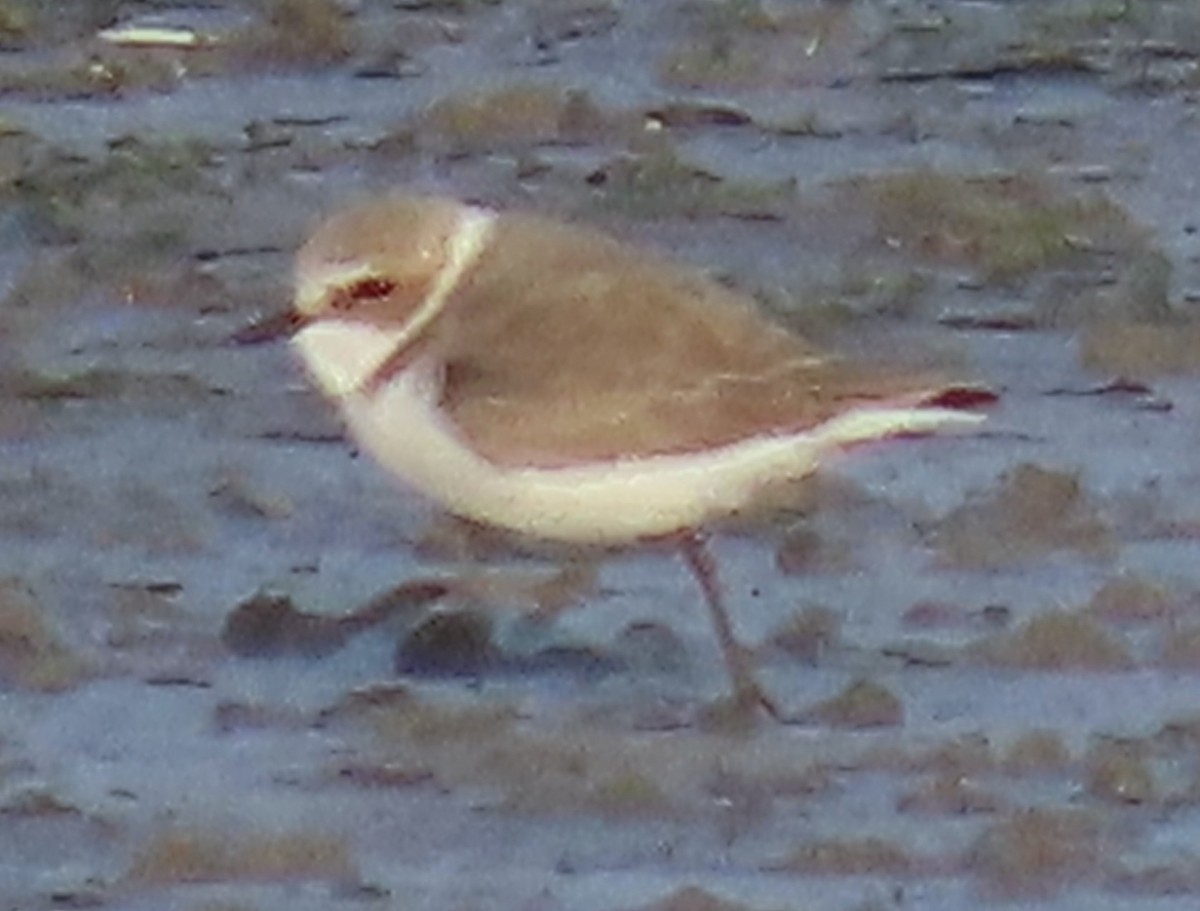 Pluvier à collier interrompu - ML646647326