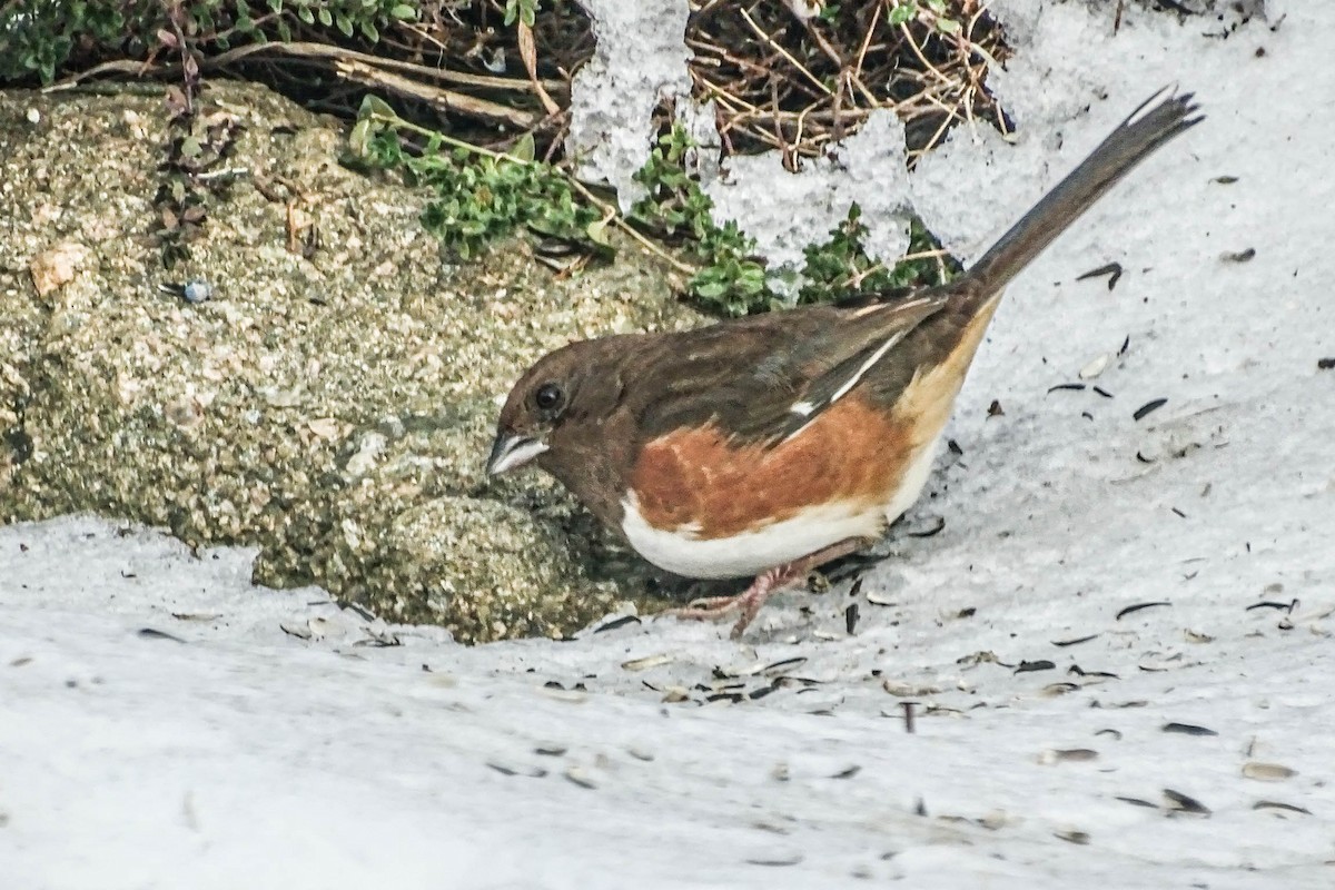 Eastern Towhee - ML646647327