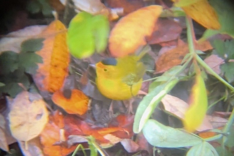 Mönchswaldsänger (chryseola) - ML646647333