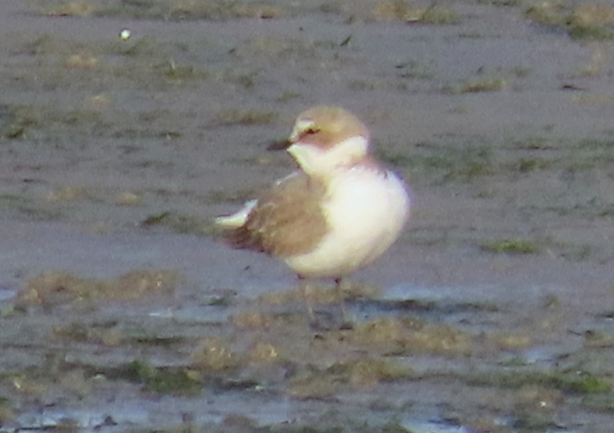 Pluvier à collier interrompu - ML646647335