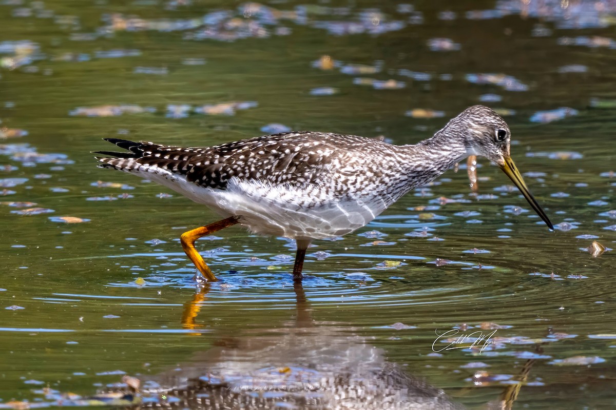 Greater Yellowlegs - ML646647336