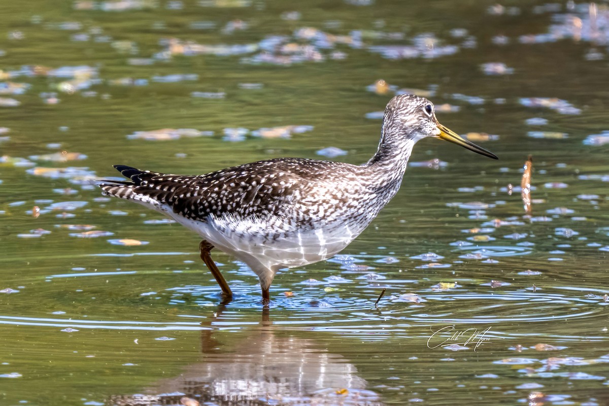 Greater Yellowlegs - ML646647337