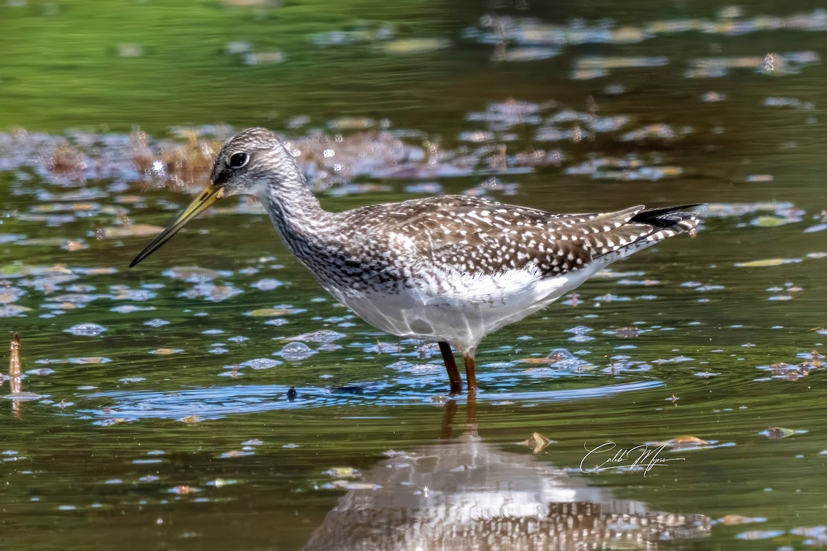 Greater Yellowlegs - ML646647338