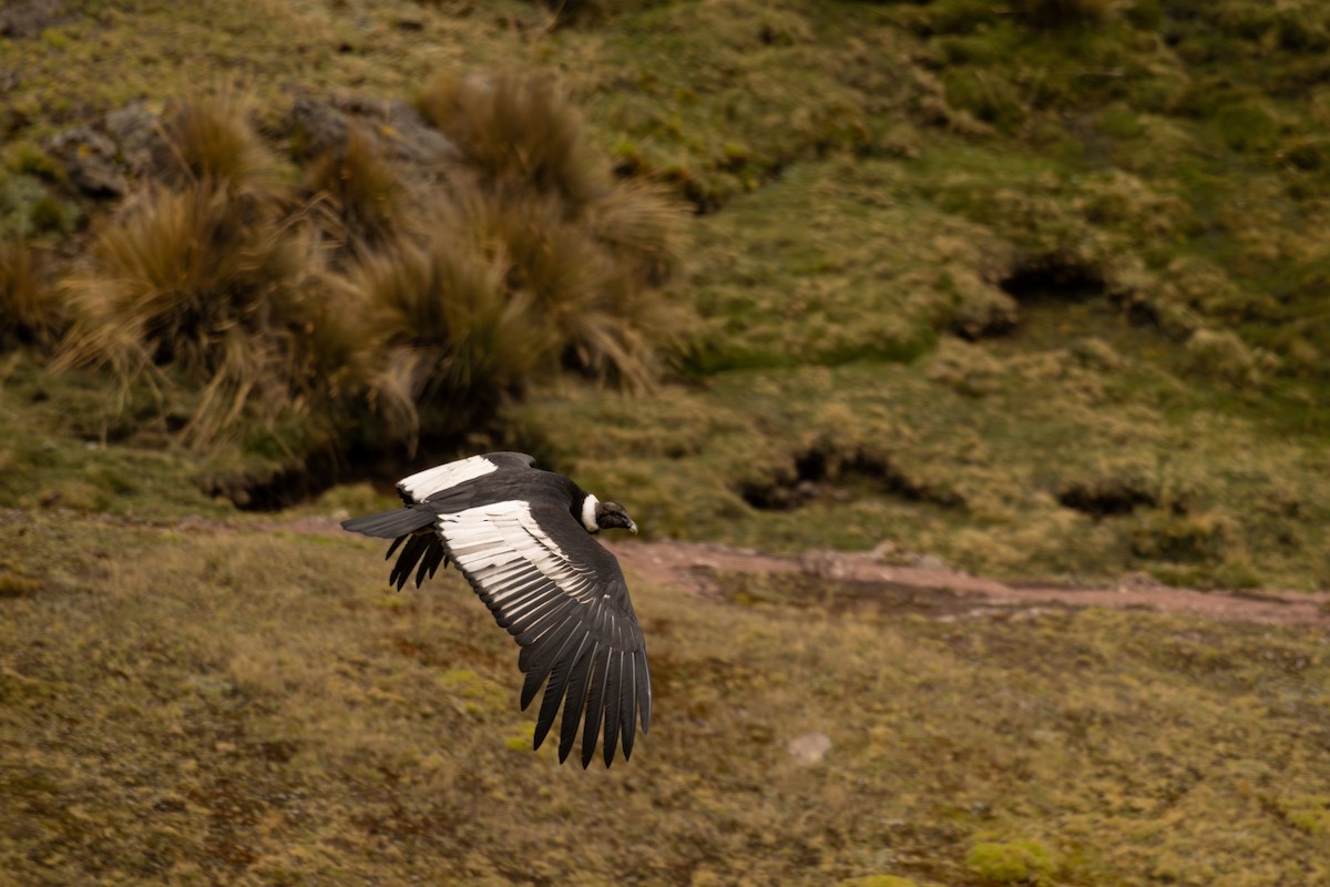 Andean Condor - ML646647339