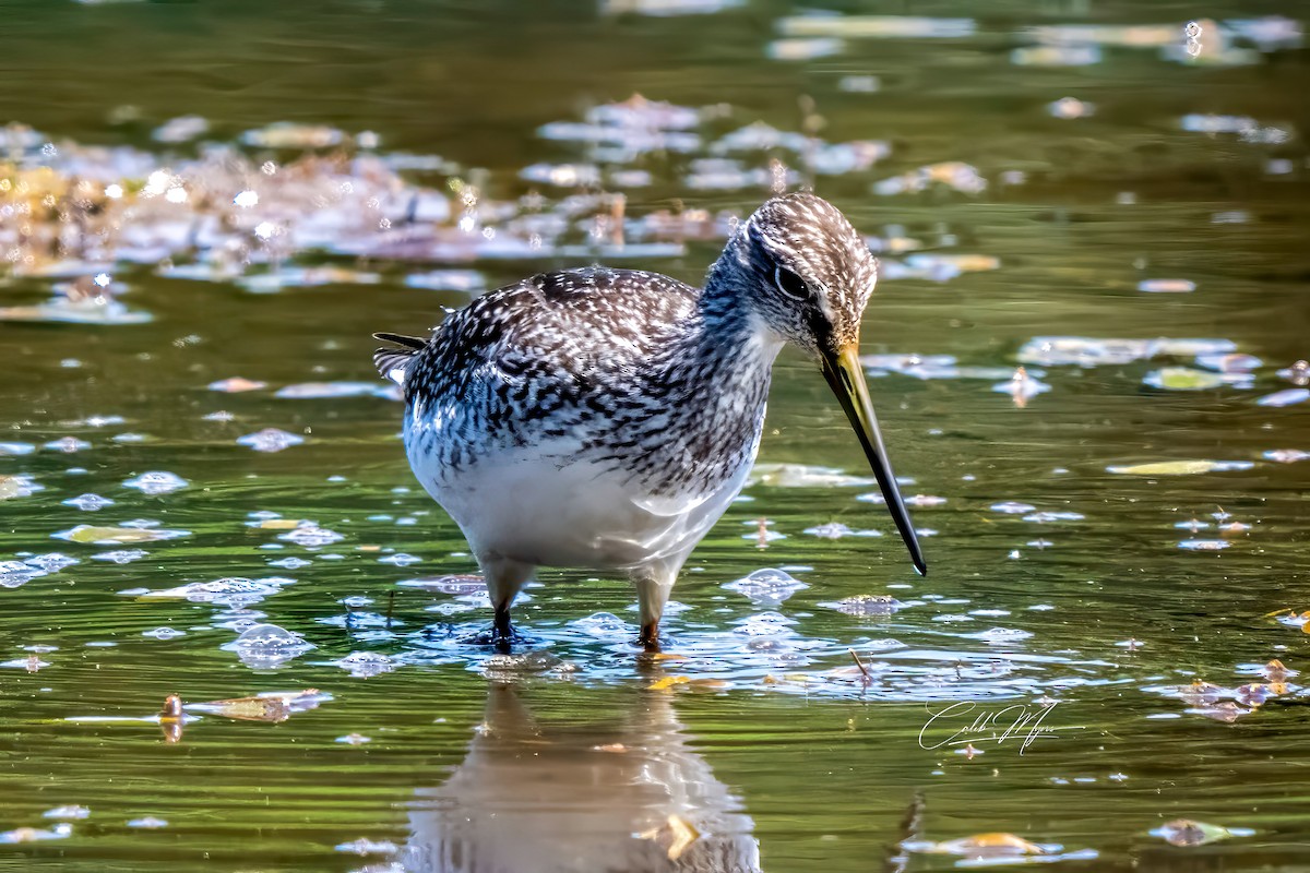 Greater Yellowlegs - ML646647340