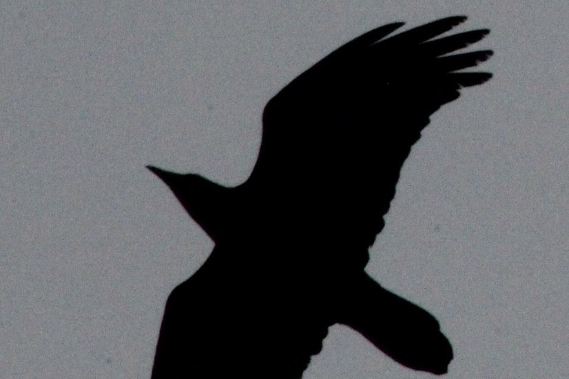 Common Raven - ML646647341