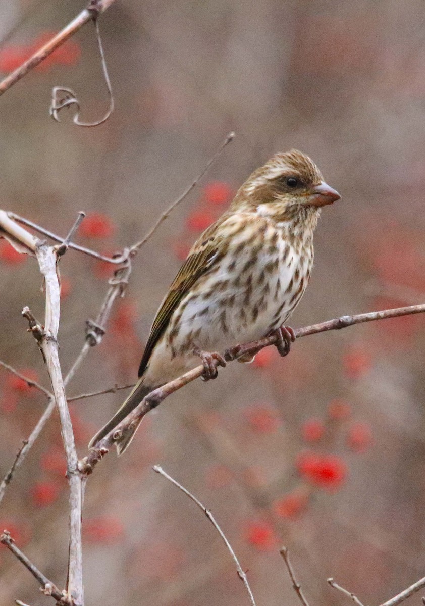 Purple Finch - ML646647342