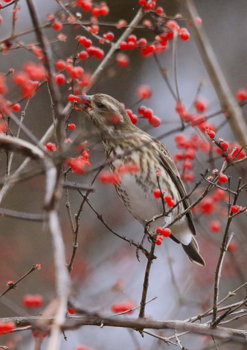 Purple Finch - ML646647343