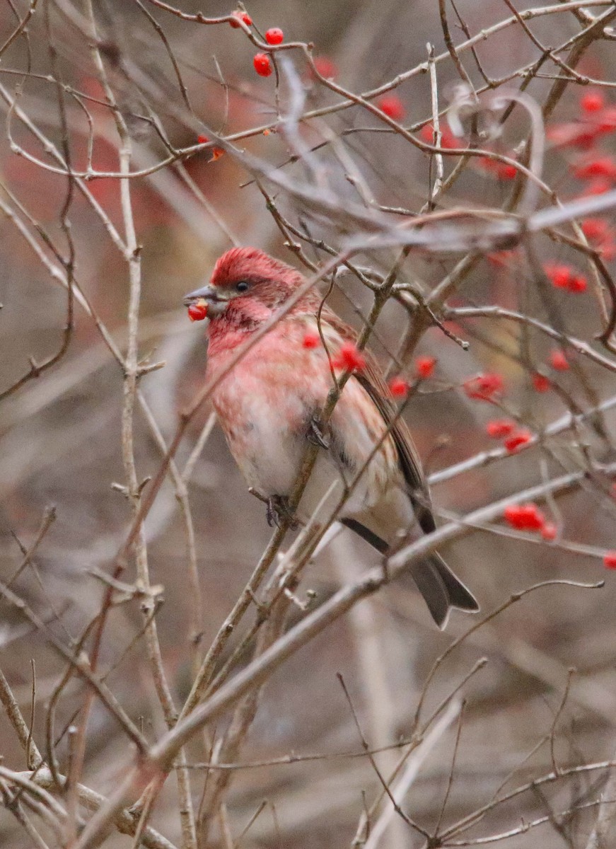 Purple Finch - ML646647344