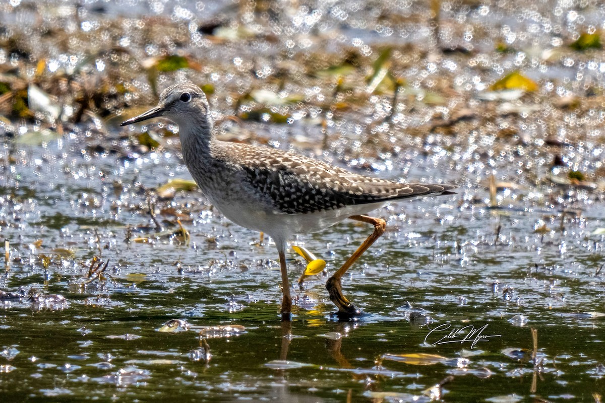 Lesser Yellowlegs - ML646647345