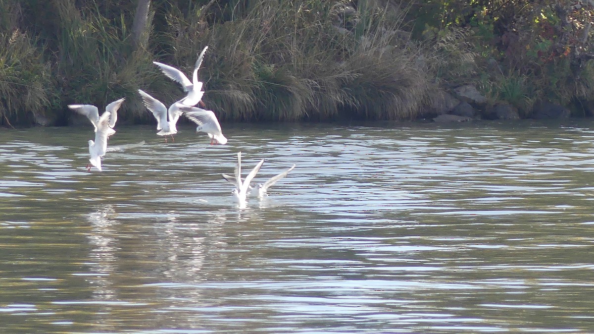 Black-headed Gull - ML646647348