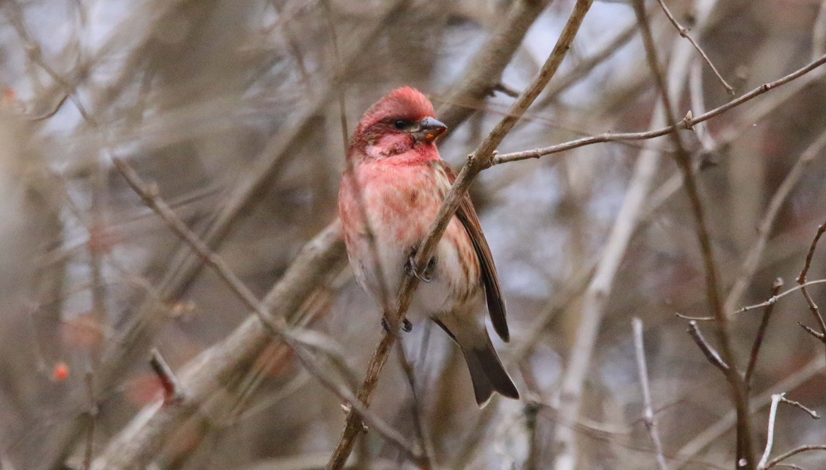 Purple Finch - ML646647349
