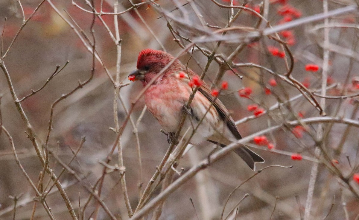 Purple Finch - ML646647350