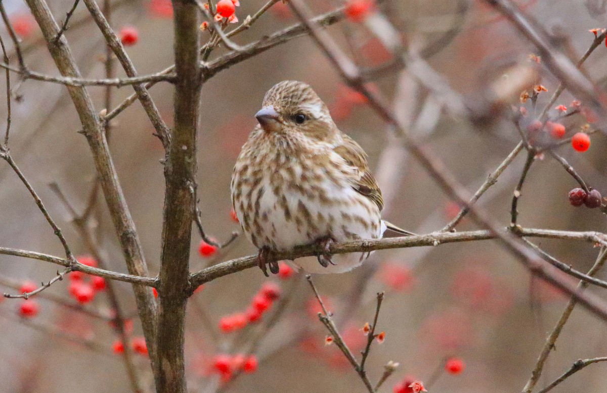 Purple Finch - ML646647351