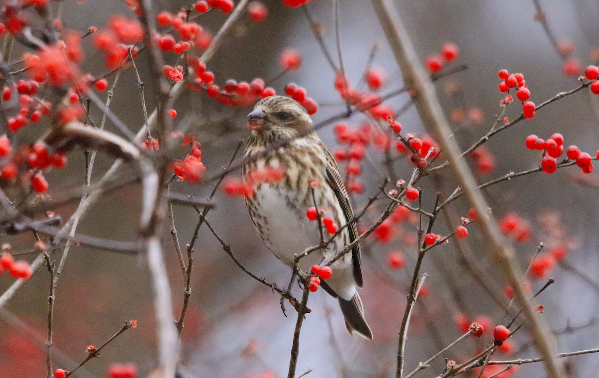 Purple Finch - ML646647352