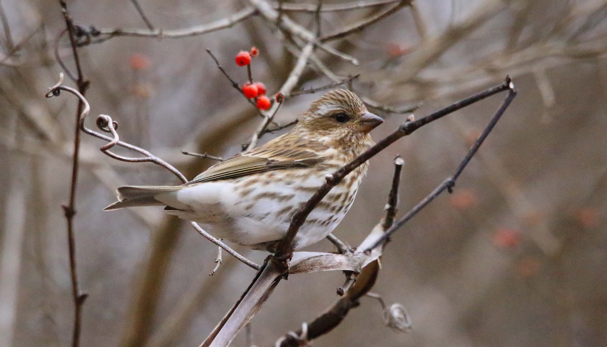Purple Finch - ML646647353