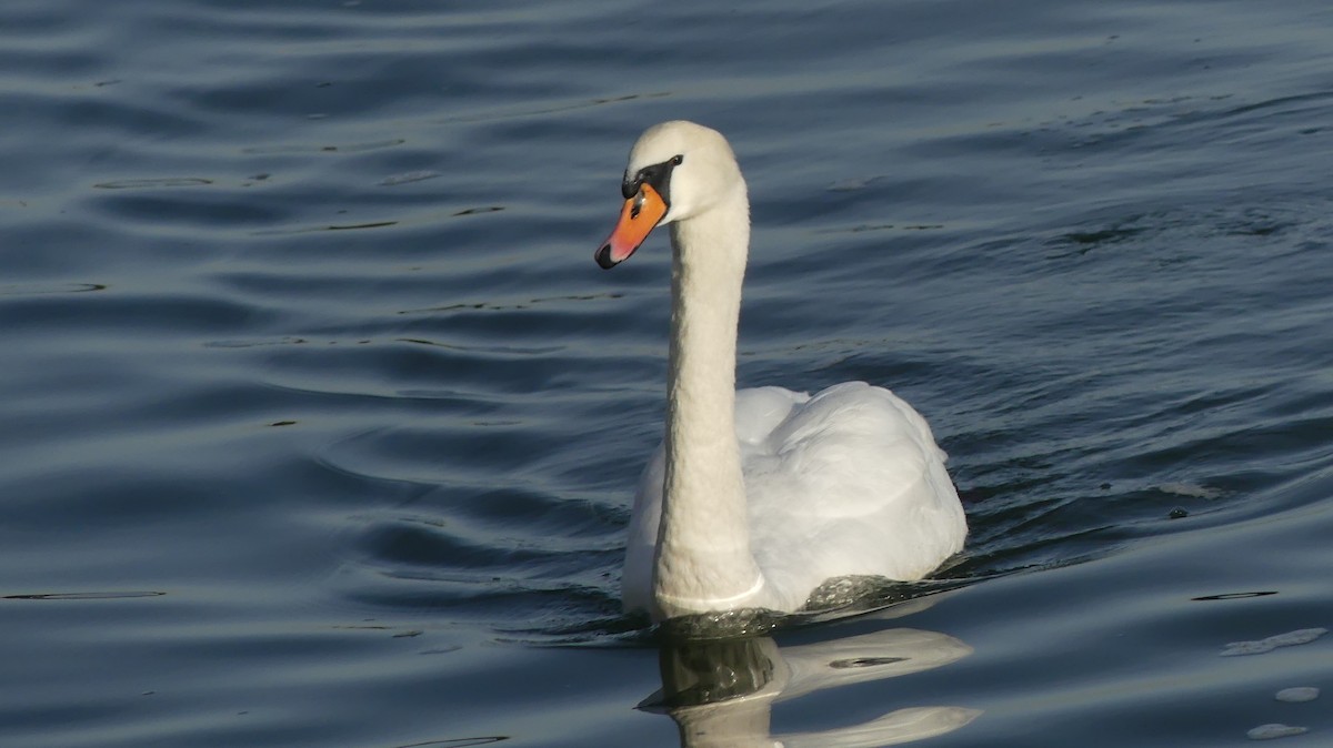 Mute Swan - ML646647354
