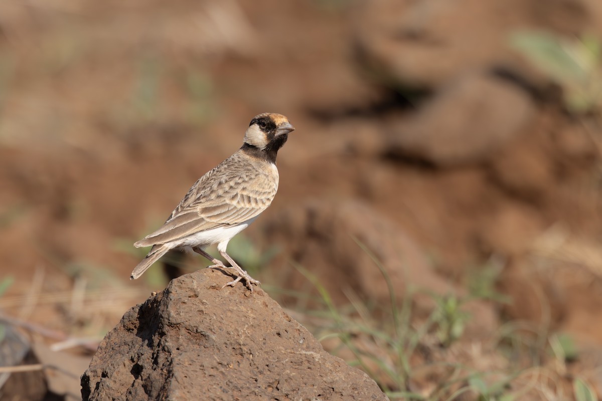 Fischer's Sparrow-Lark - ML646647355