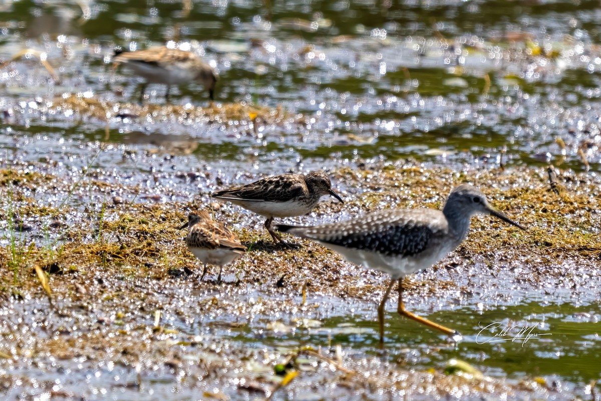 Least Sandpiper - ML646647357