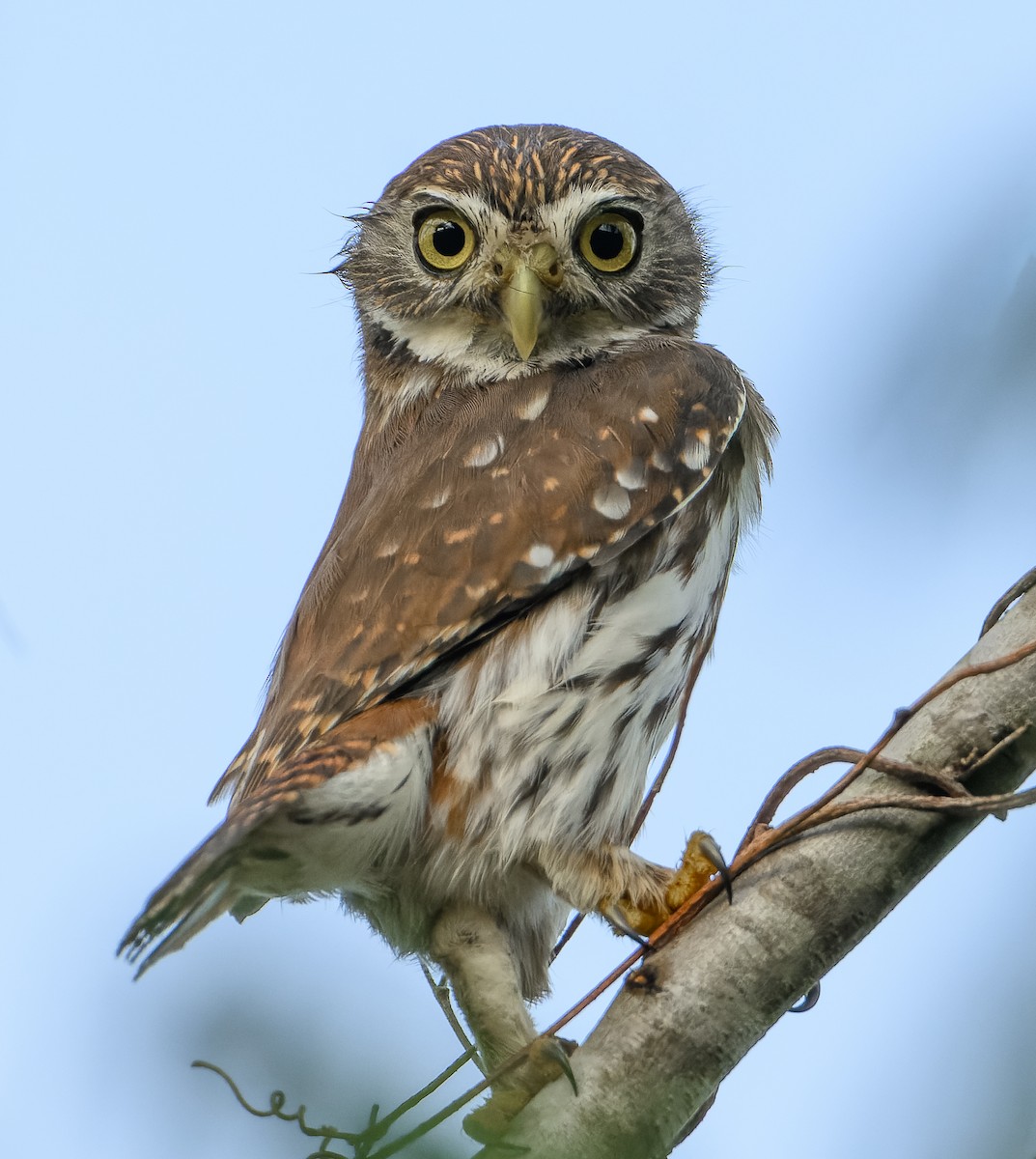 Ferruginous Pygmy-Owl - ML646647358