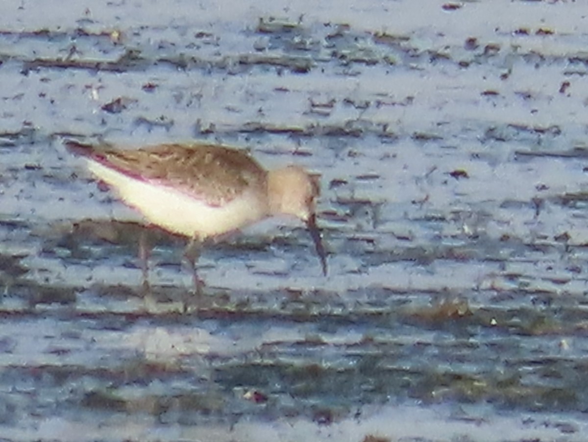 Curlew Sandpiper - ML646647359