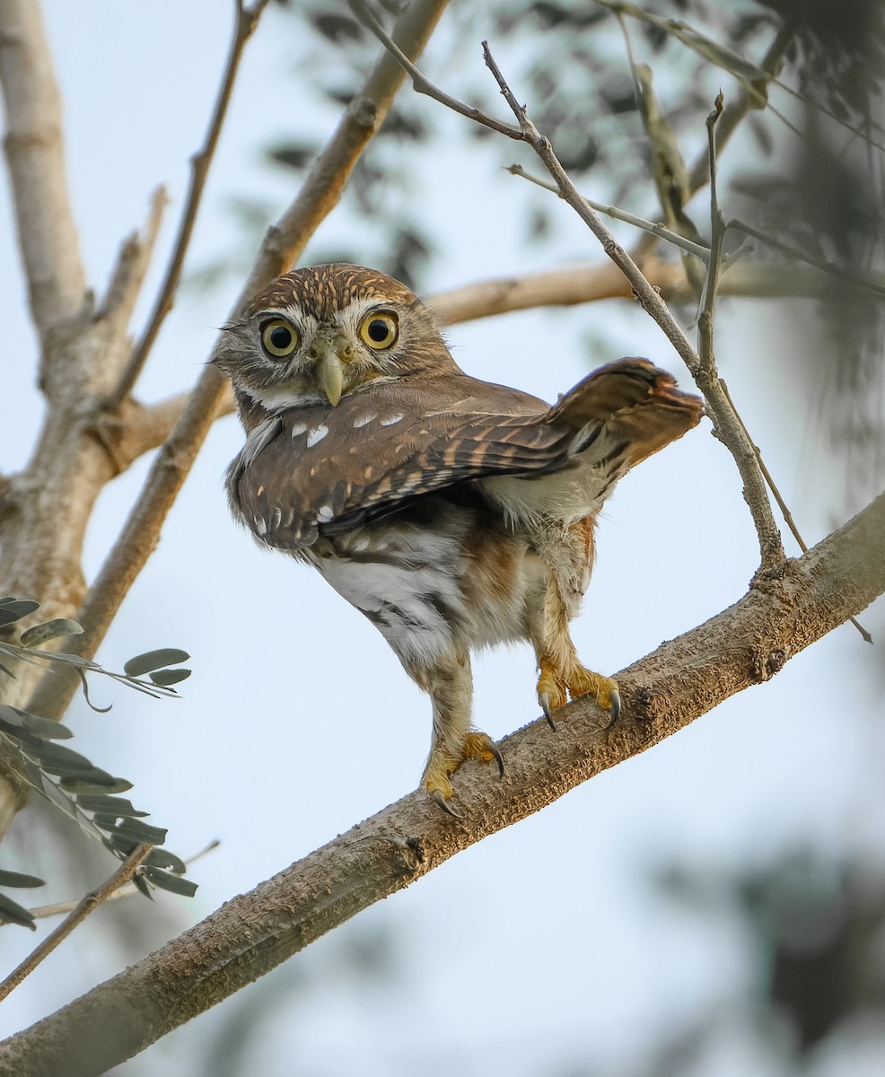 Ferruginous Pygmy-Owl - ML646647361