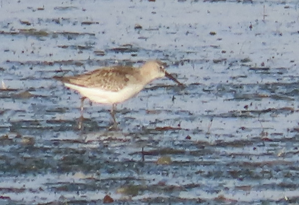 Curlew Sandpiper - ML646647362