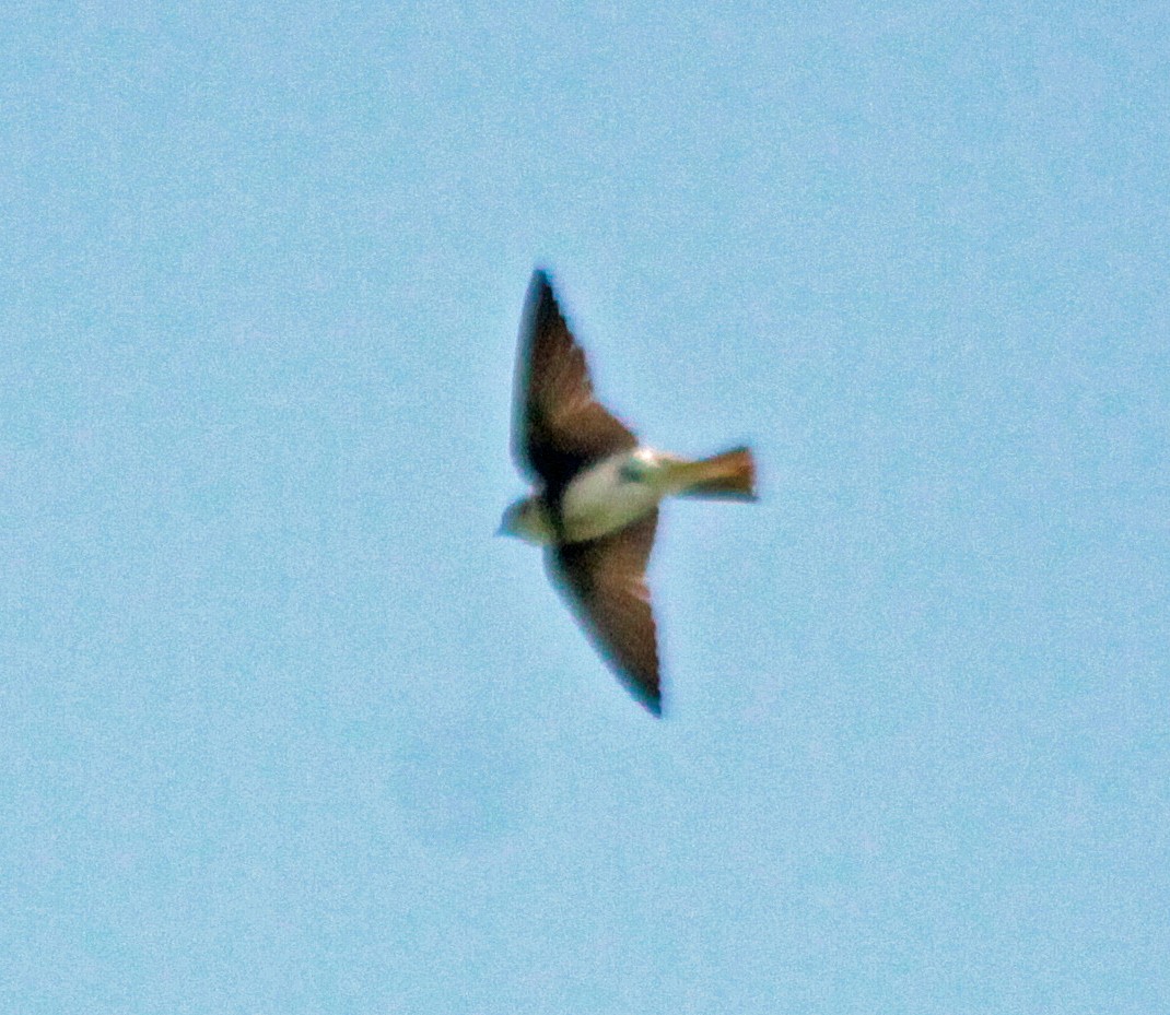 灰沙燕 - ML646647363