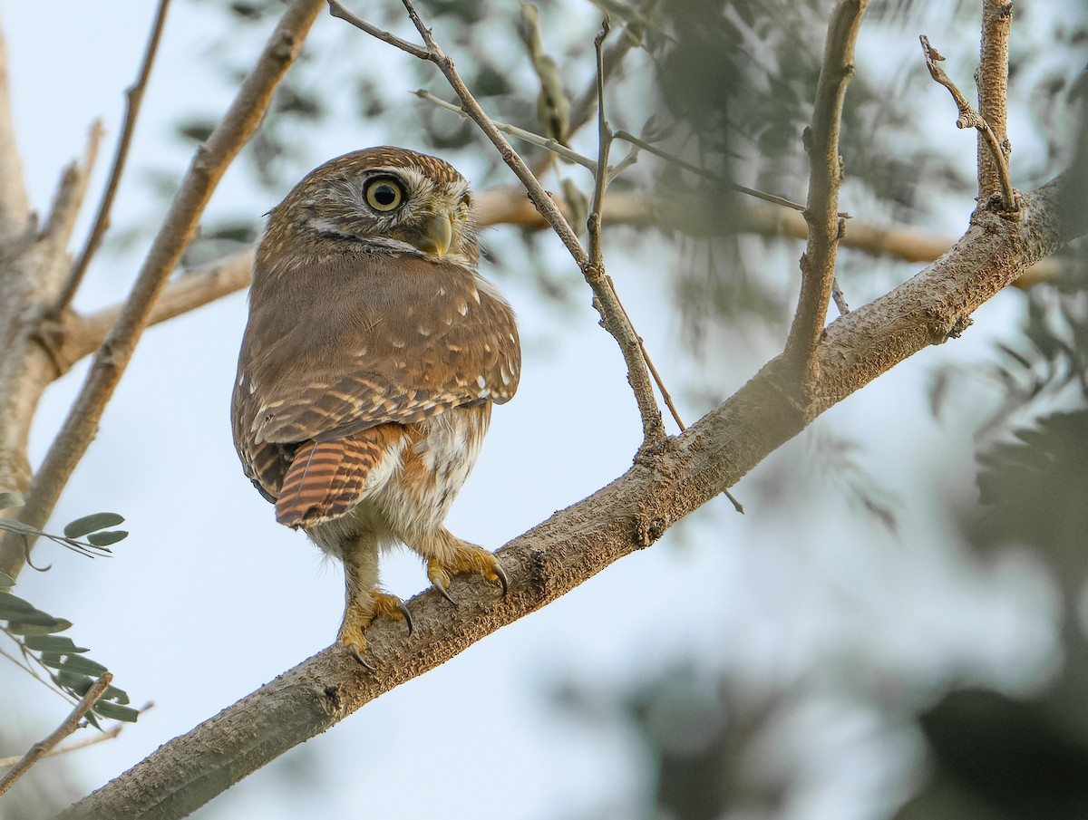 Ferruginous Pygmy-Owl - ML646647364