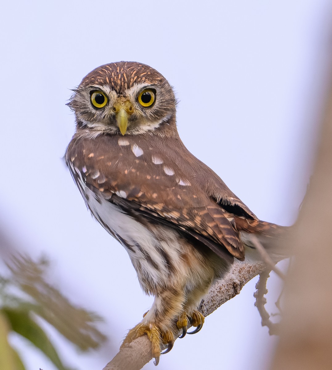 Ferruginous Pygmy-Owl - ML646647365
