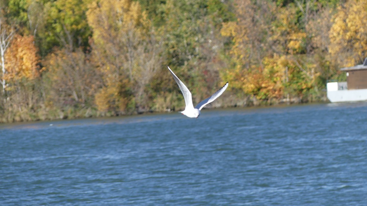 Black-headed Gull - ML646647367