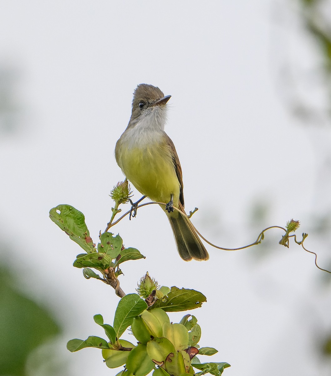 Dusky-capped Flycatcher - ML646647369
