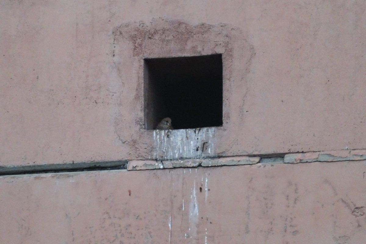 チョウゲンボウ - ML646647371