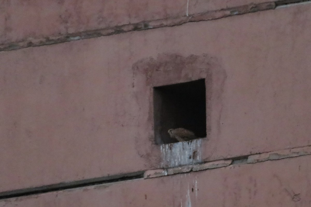 チョウゲンボウ - ML646647372