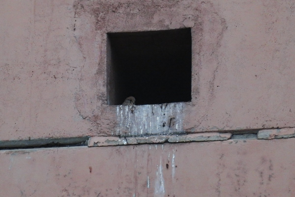 チョウゲンボウ - ML646647373