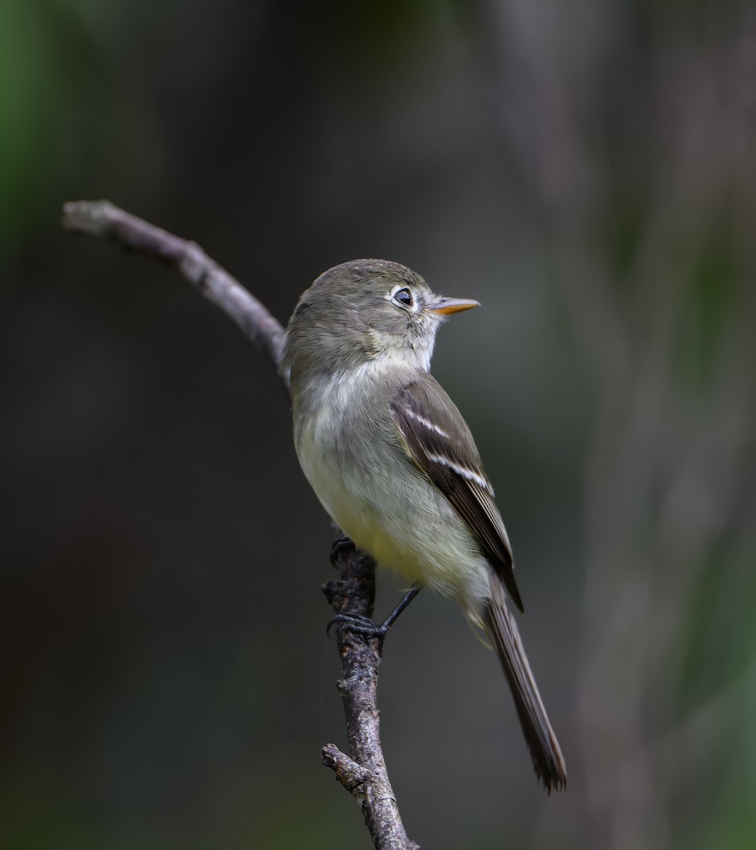 Least Flycatcher - ML646647374
