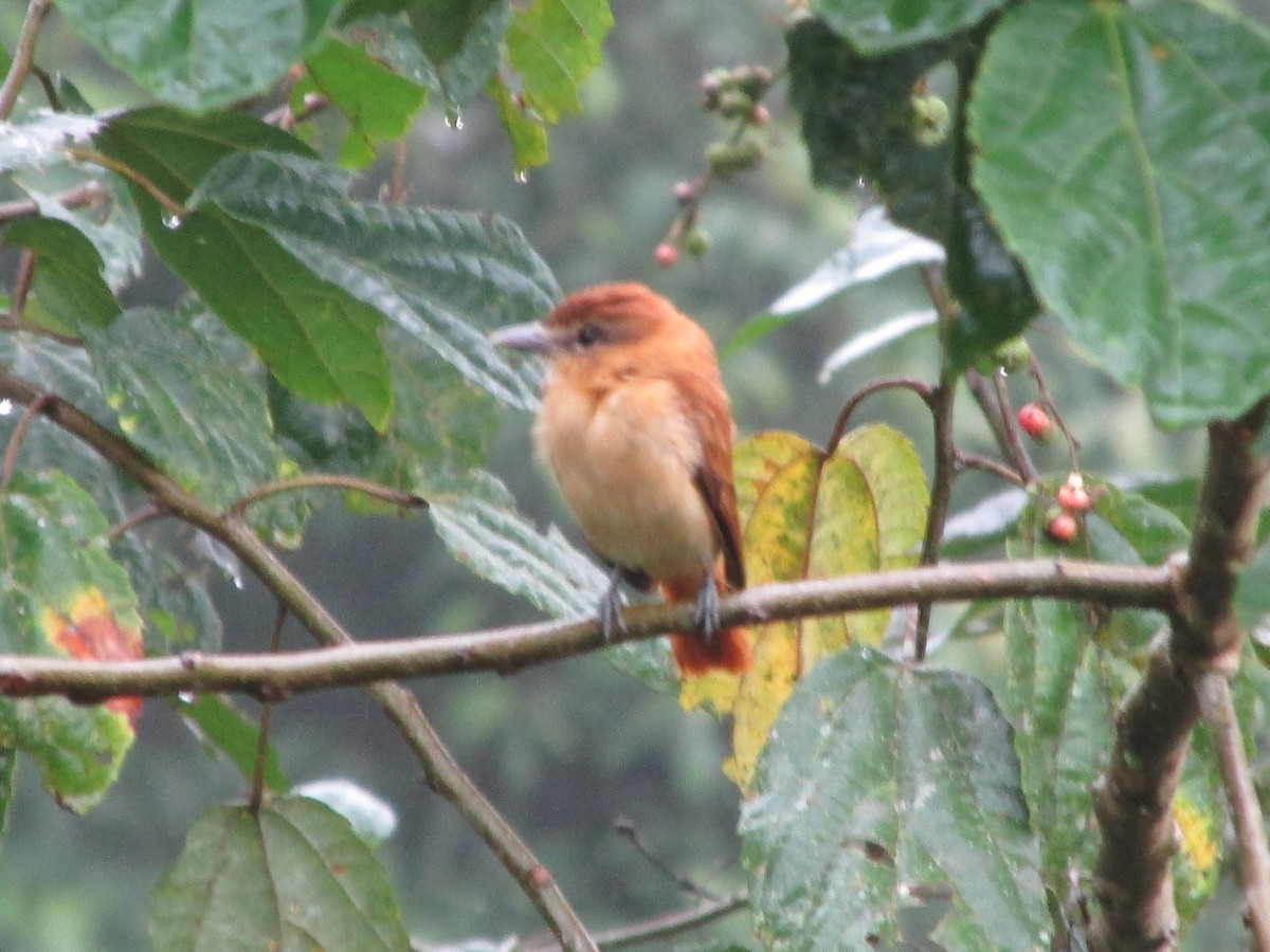 Cinnamon Becard - ML646647385